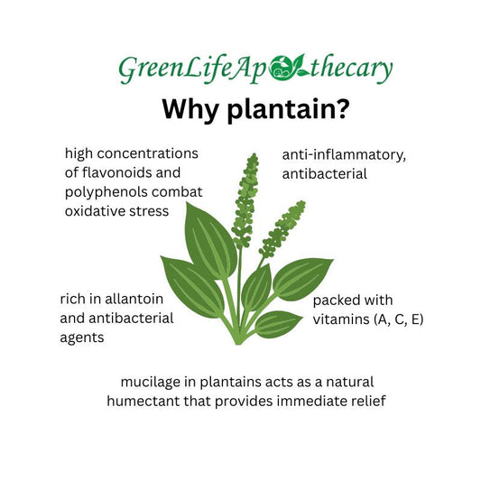 Plantain: Skin Benefits, Traditional Uses & Herbal Skincare Guide